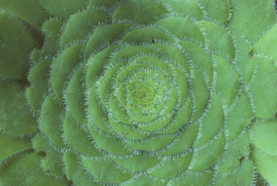 Aeonium