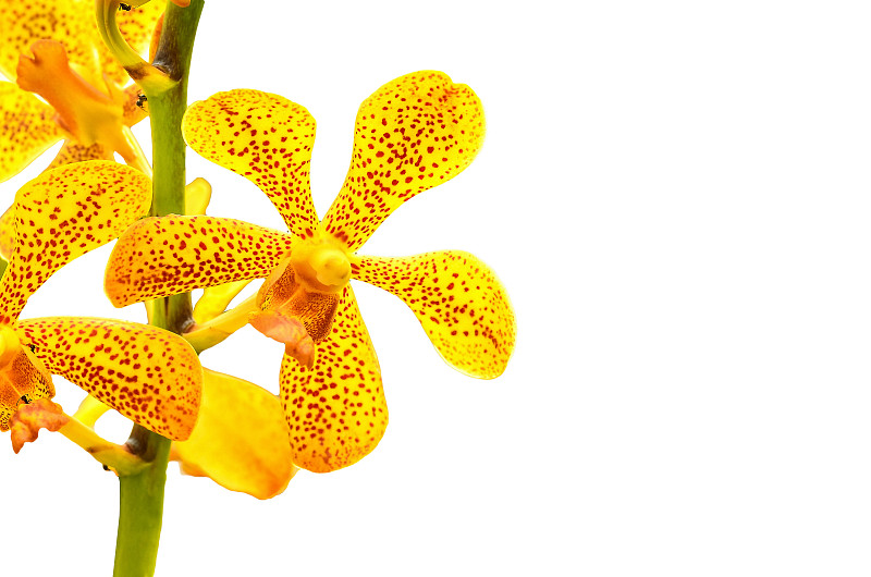 Vanda Orchid