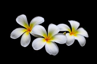 白花雨后，清新美丽。