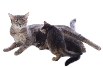 猫妈妈带着小猫