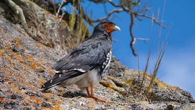 Carunculated caracara