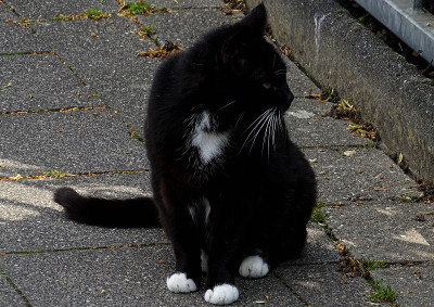 街猫