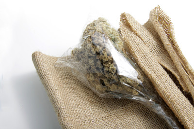 近距离拍摄干燥的爪哇安纳蚜