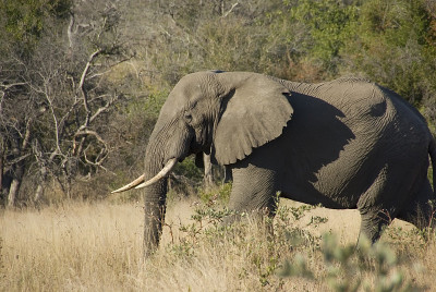 雄性非洲象(Loxodonta africana)在风景