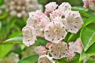 Kalmia