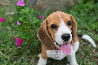 小猎犬号