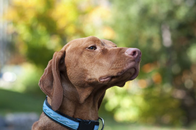 维希拉猎犬特写肖像