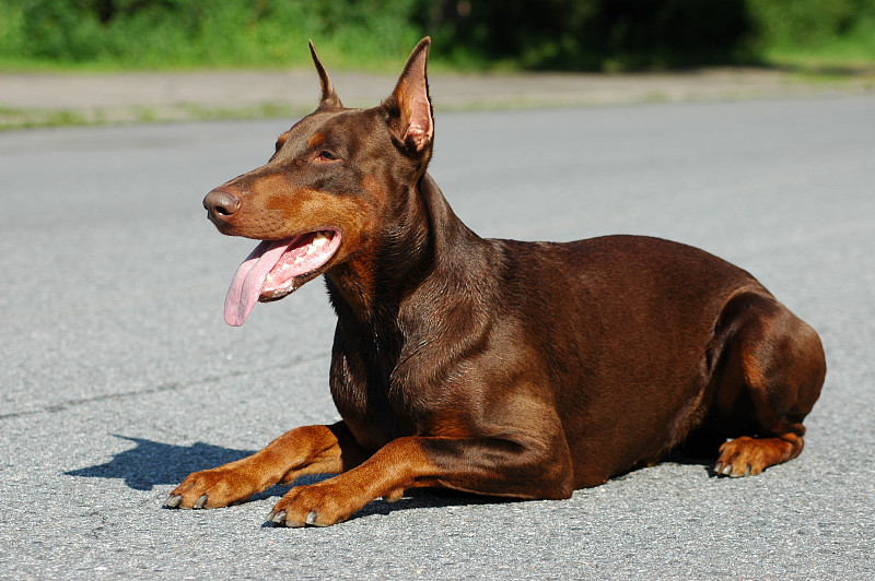 杜宾犬