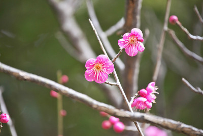 雅帕内塞普里科特