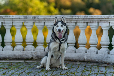 哈士奇犬的品种