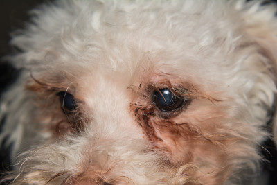 眼睛周围有马拉色菌厚皮炎的白色犬