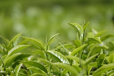 高原的绿茶嫩芽和嫩叶