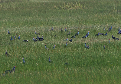 紫色Swamphen