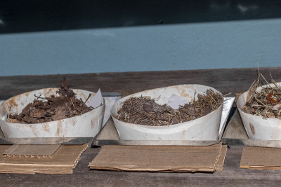 使用Tullgren土壤提取器提取土壤中的无脊椎动物