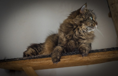长耳朵，绿色眼睛的棕灰色虎斑猫