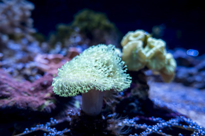 鱼缸里的小荧光触角海葵