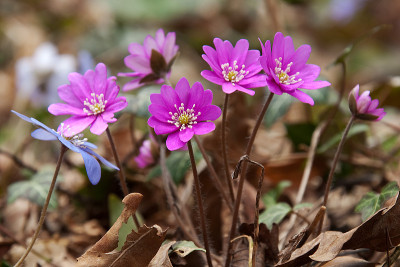 春天开花