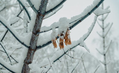 在冬天，在模糊的背景下，干燥的翼枫种子在被雪覆盖的树枝上。