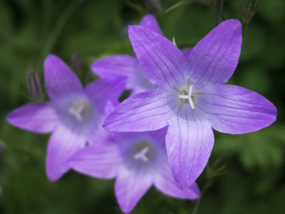 钟花 1