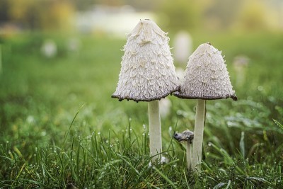 草中的鸡腿菇(蓬松的墨帽)。