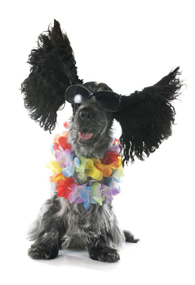 可卡犬