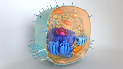 身体细胞的3d渲染。三维插图单元模型。