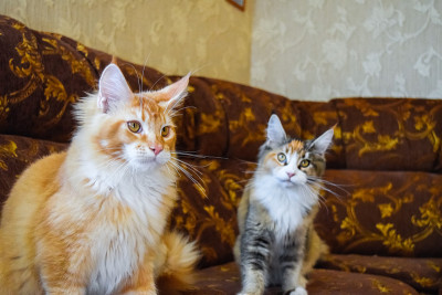 巨型缅因猫。梅因库猫，家养纯种猫