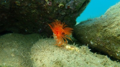 多毛纲海底光滑管虫或红点马蹄虫(管原虫)