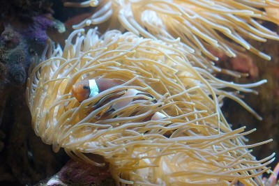 海洋水族馆里的凤尾小丑鱼