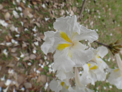 白色ipe花