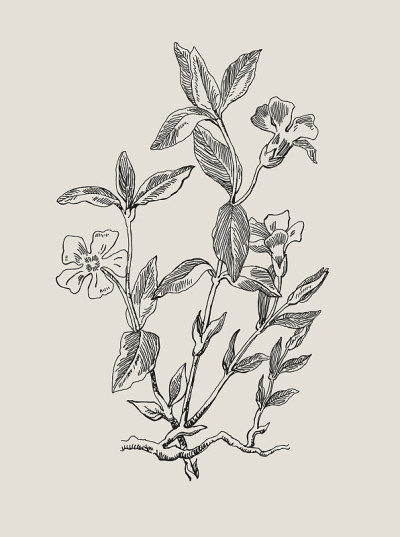 小长春花或长春花，古刻插图。