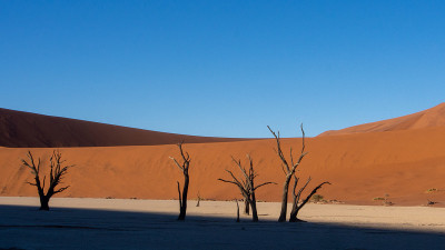 纳米比亚索苏斯维莱国家公园Deadvlei pan的枯树和树枝。沙丘的阴影产生了一种戏剧性的效果。
