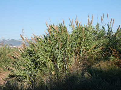 Llobregat河