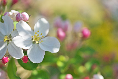 苹果