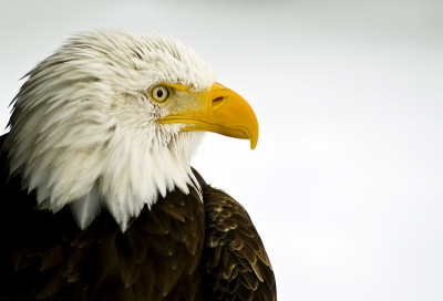 白头秃鹰(Haliaeetus leucocephalus)侧面图