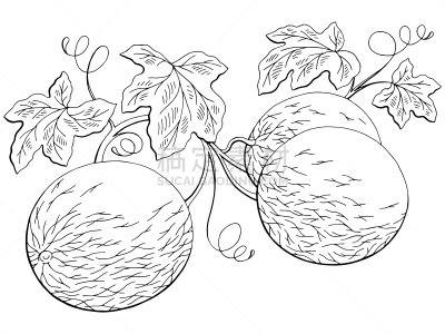 植物,草图,绘画插图,白色,瓜,矢量,黑色,分离着色,插画,一个物体
