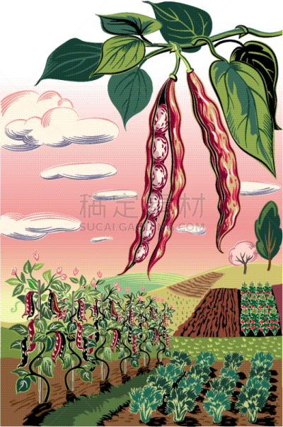 田地,豆,两个物体,豆荚,栽培植物,农业,蔬菜,矢量,食品,豆科植物