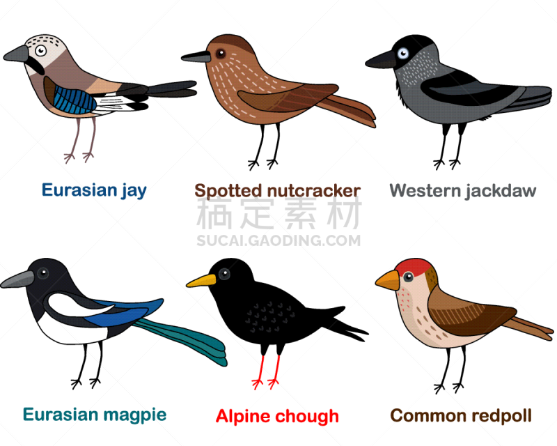 矢量,胡桃钳,鹊,鸟类,绘画插图,可爱的,僵鸟,山鸦,朱顶雀,寒鸦