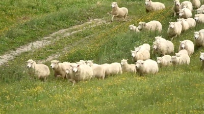 牧羊犬客栈行动