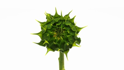 向日葵开花时间