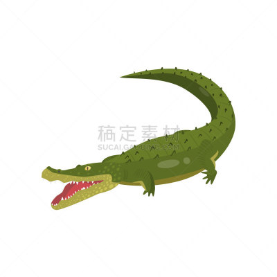 鳄鱼,长吻鳄科,分离着色,白色背景,可爱的,野生动物,河流,背景,爬行纲,绘画插图
