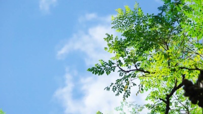  树上的绿叶在风中伴着晴朗的蓝天和泰国的云