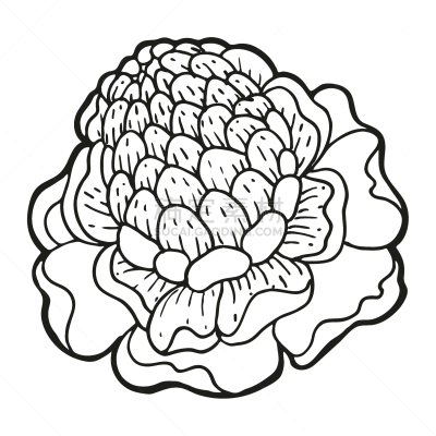传媒,绘画插图,热带气候,标签,轮廓,矢量,手,乱画,热带的花