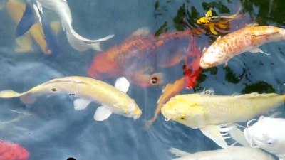 鲤鱼在池塘里游泳
