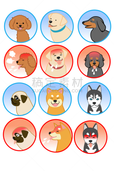 可爱的,玩具贵宾犬,宠物,纯种犬,垂直画幅,图像,狗,哈巴狗,小的,家畜