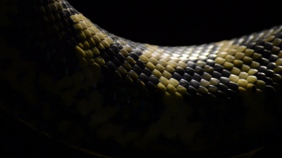 近距离通过的钻石蟒蛇鳞片-Morelia spilota