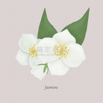 茉莉,白色,自然美,灰色背景,药,芳香疗法,植物,园艺,香熏油,自然