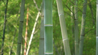 竹林