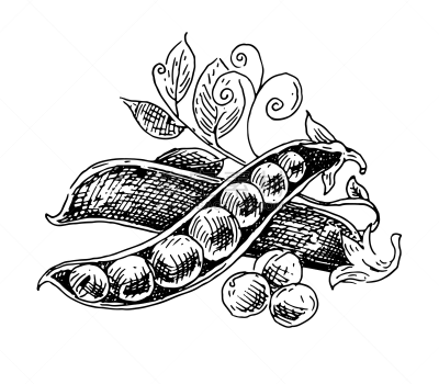 豌豆,绘画插图,豌豆荚,黑白图片,数码图形,白色,自然,背景分离,一模一样,图像