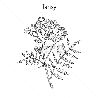 艾菊,东方人,夏天,春天,式样,卷着的,美,排列,复古,生长